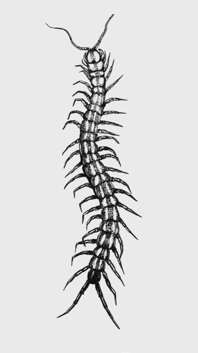 Blackwork tattoo idea #14